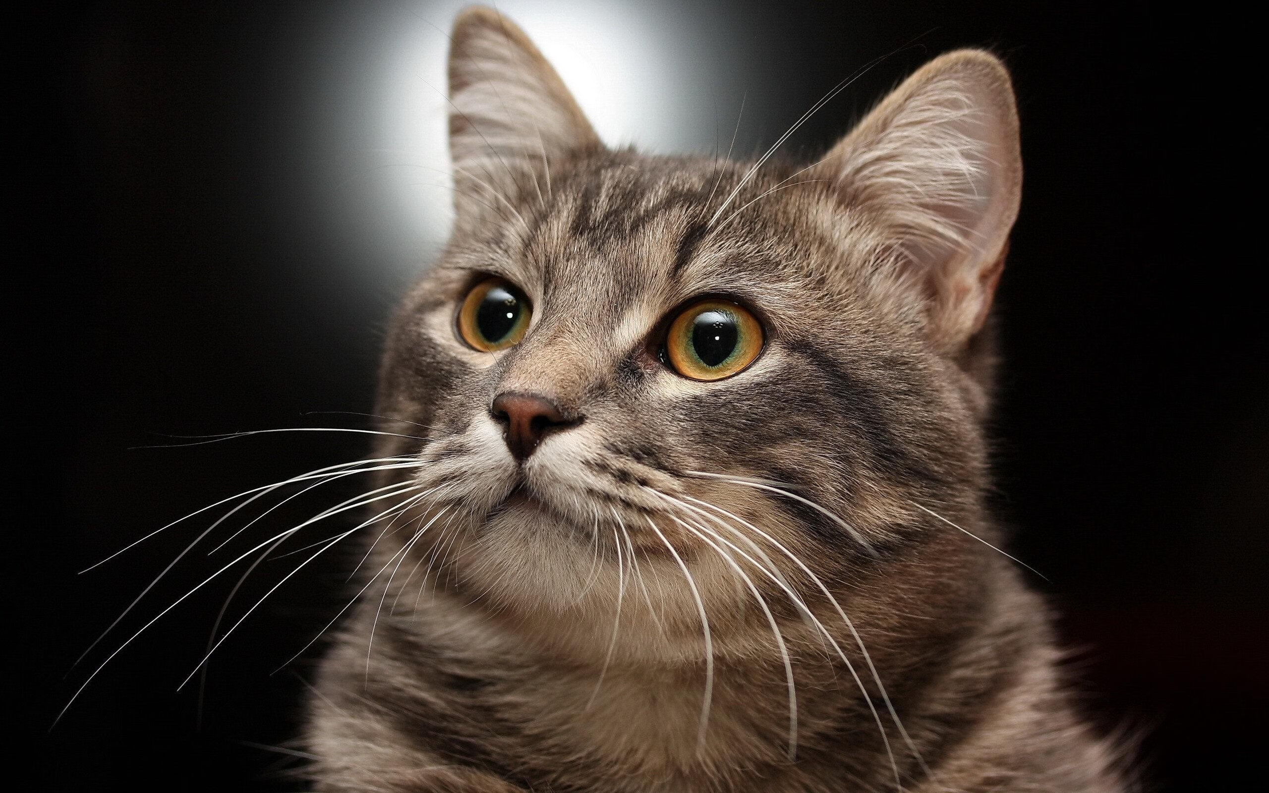 _猛龙坚持努力,逐步逼近季后赛_,18~19猛龙季后赛赛程